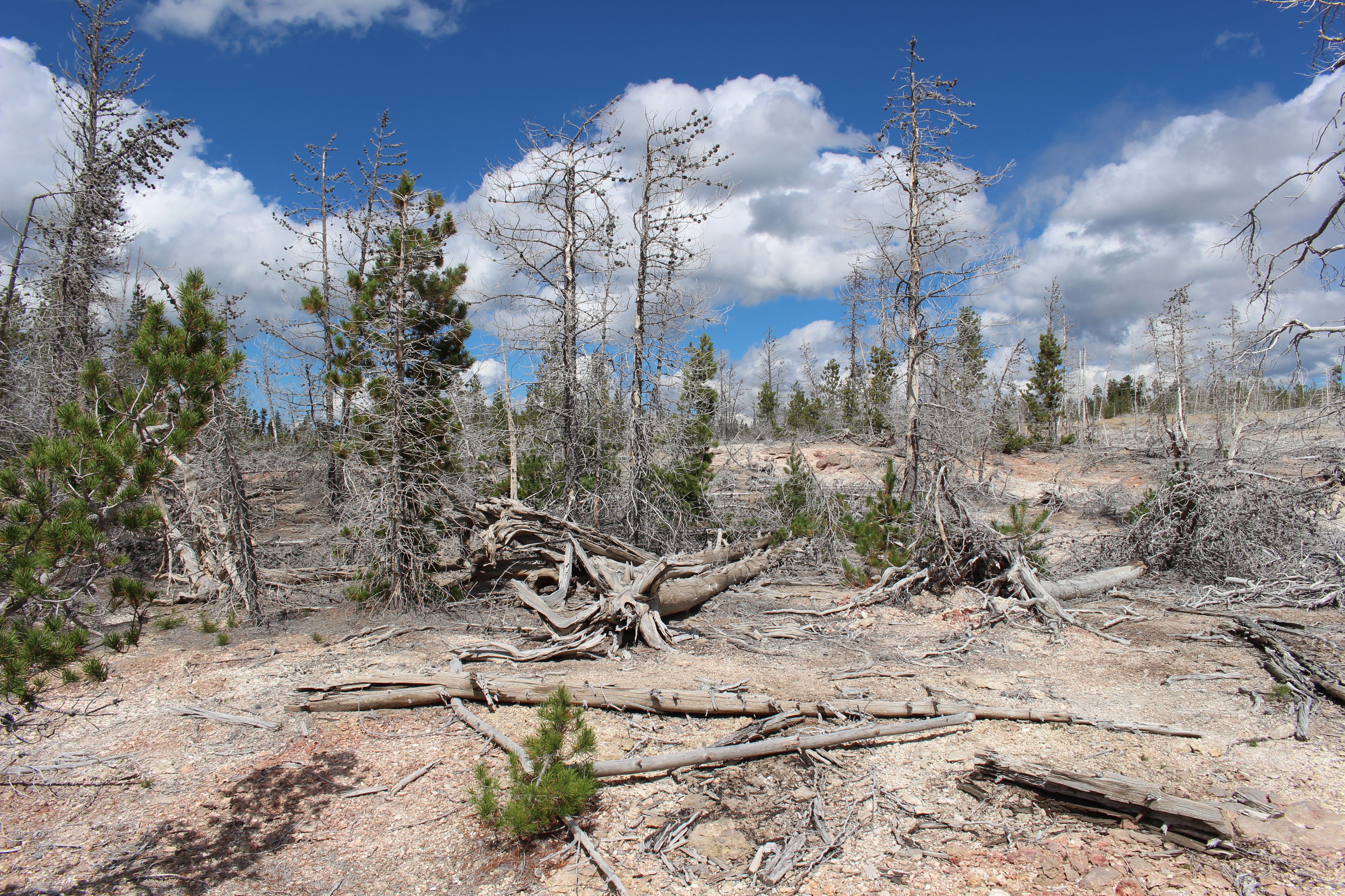 A disturbed boreal forest landscape with standing dead trees, fallen timber and sparse new growth